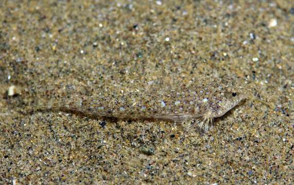 Image of Risso’s Dragonet