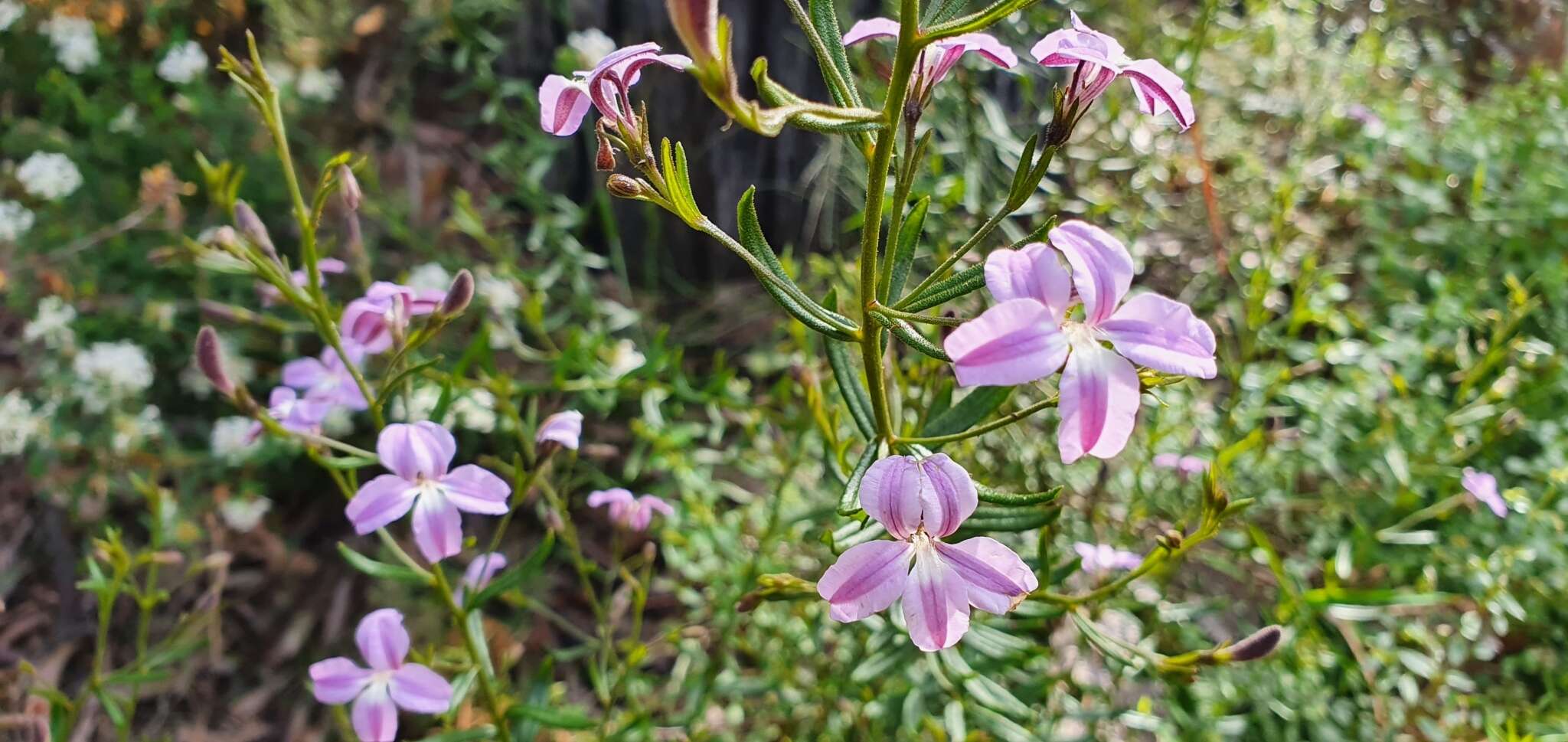 Image of Coopernookia barbata (R. Br.) Carolin