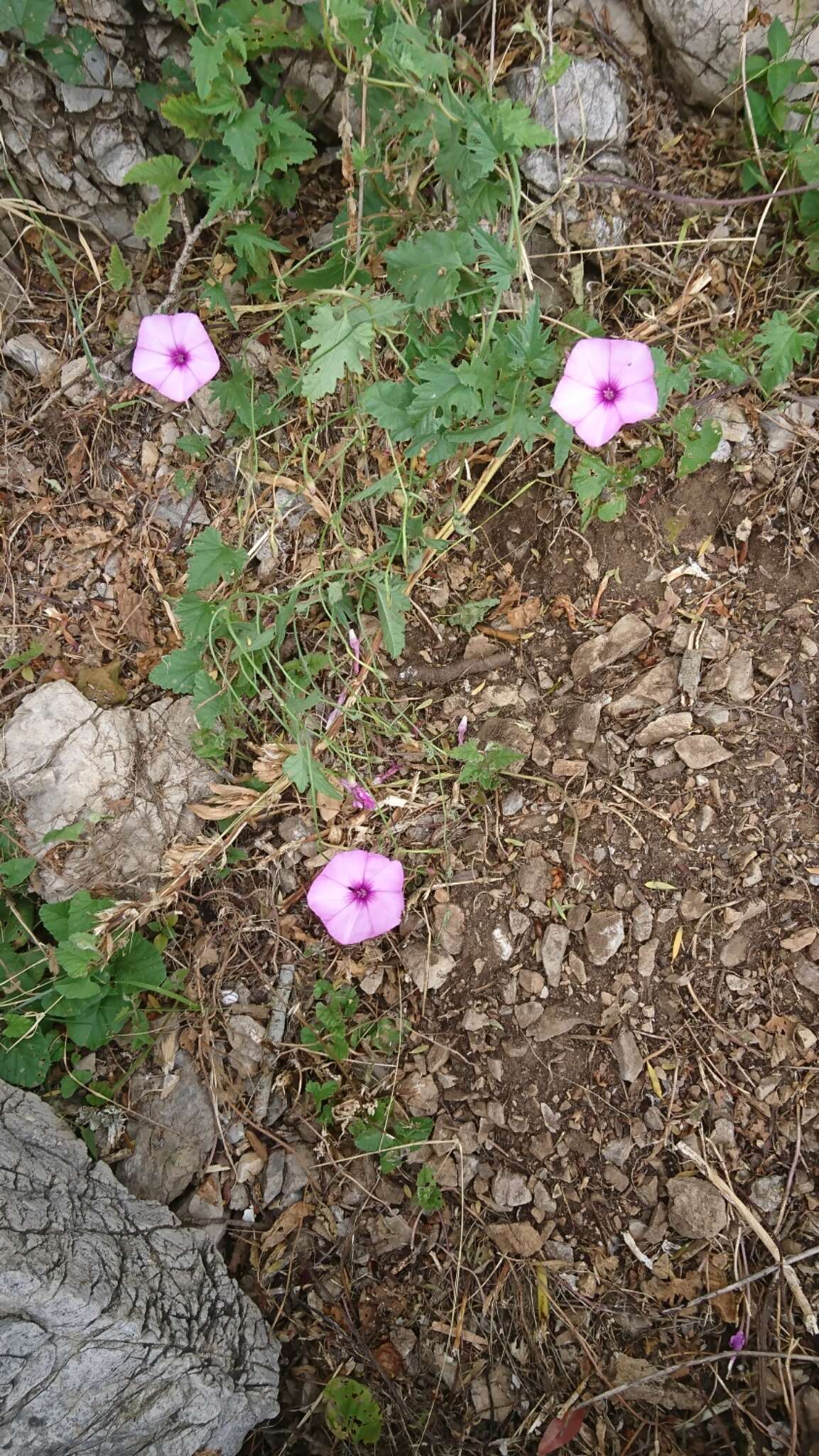 Image of mallow bindweed