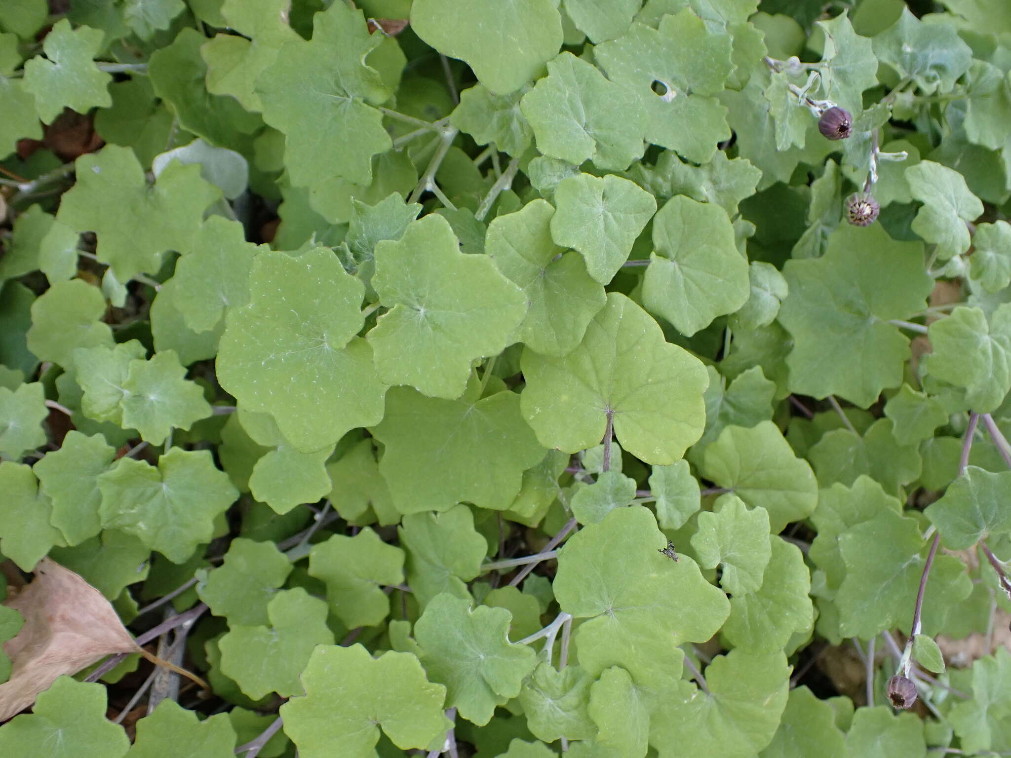 Image of Pericallis lanata (L'Hér.) B. Nord.