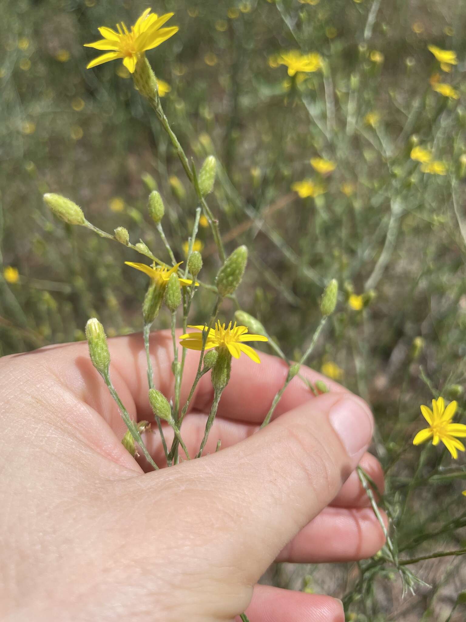 Image de <i>Pityopsis <i>graminifolia</i></i> var. graminifolia