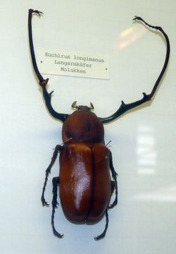 Image of <i>Euchirus longimanus</i> (Linnaeus 1758)