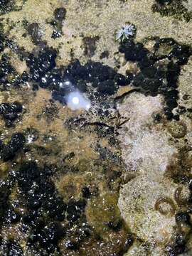 Image of pleated rock crab