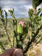 Image of Leucadendron stelligerum I. Williams