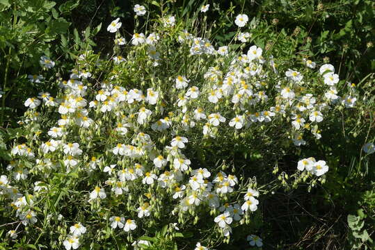 Image of Helianthemum apenninum (L.) Miller