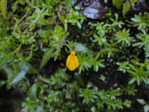 Image of Calceolaria mexicana Benth.