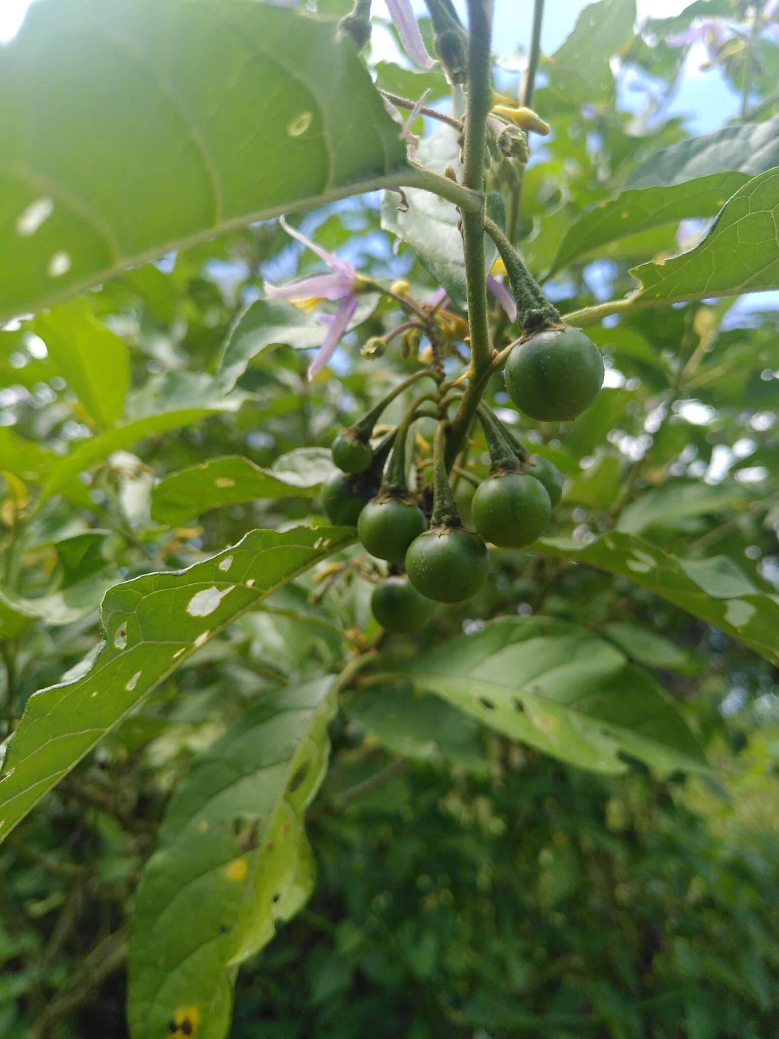 Image of Solanum subinerme Jacq.