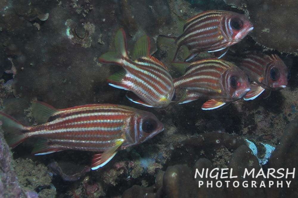 Image of Red Striped Squirrelfish