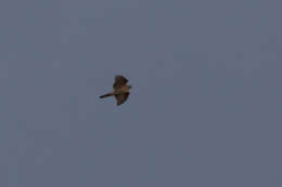 Image of Accipiter gentilis fujiyamae (Swann & Hartert 1923)