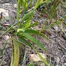 Image of Gladiolus miniatus Eckl.