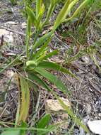 Image of Gladiolus miniatus Eckl.