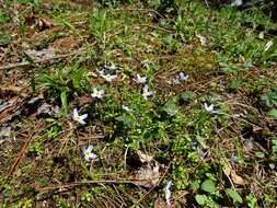 Image of thymeleaf bluet