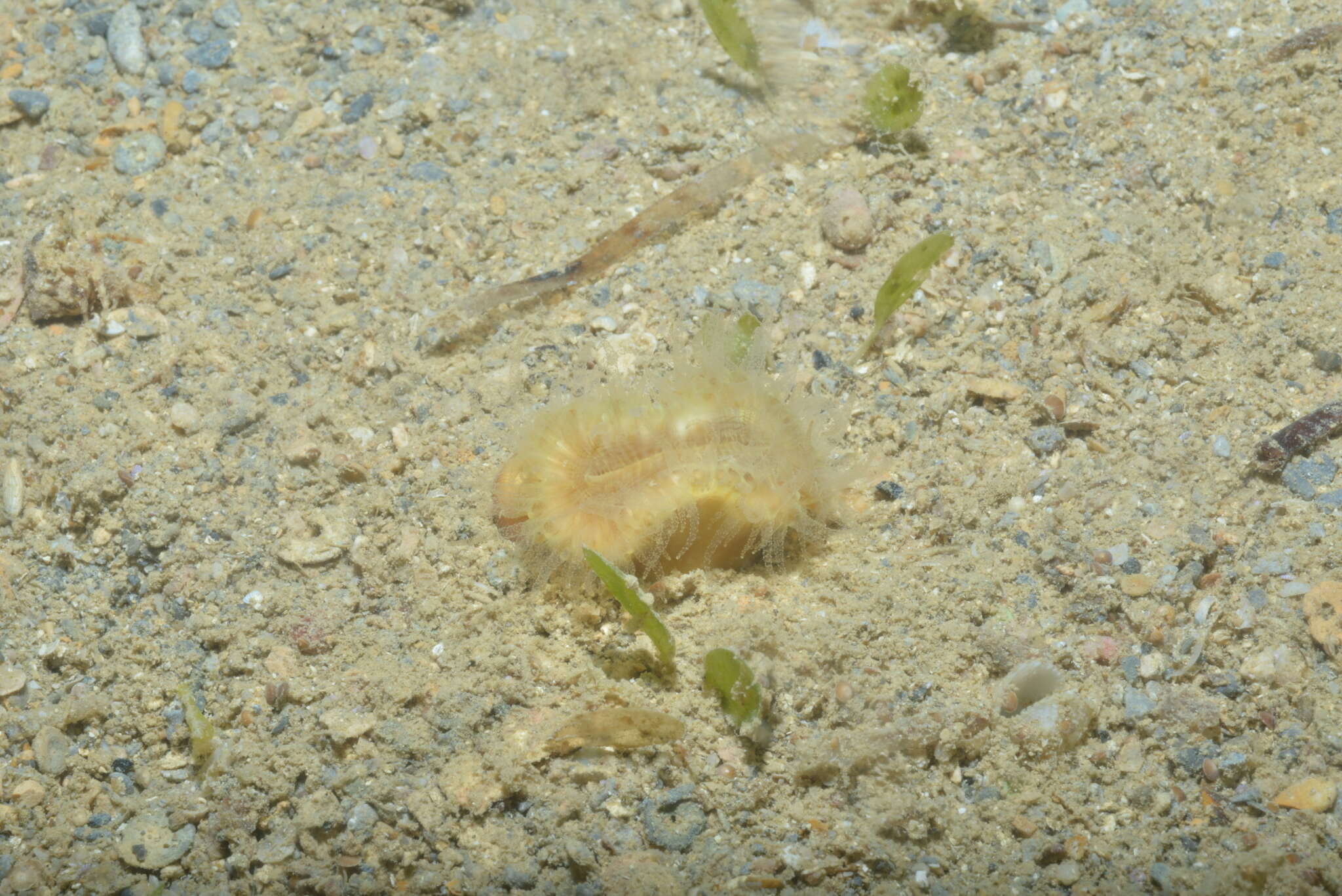 Image of Button Coral