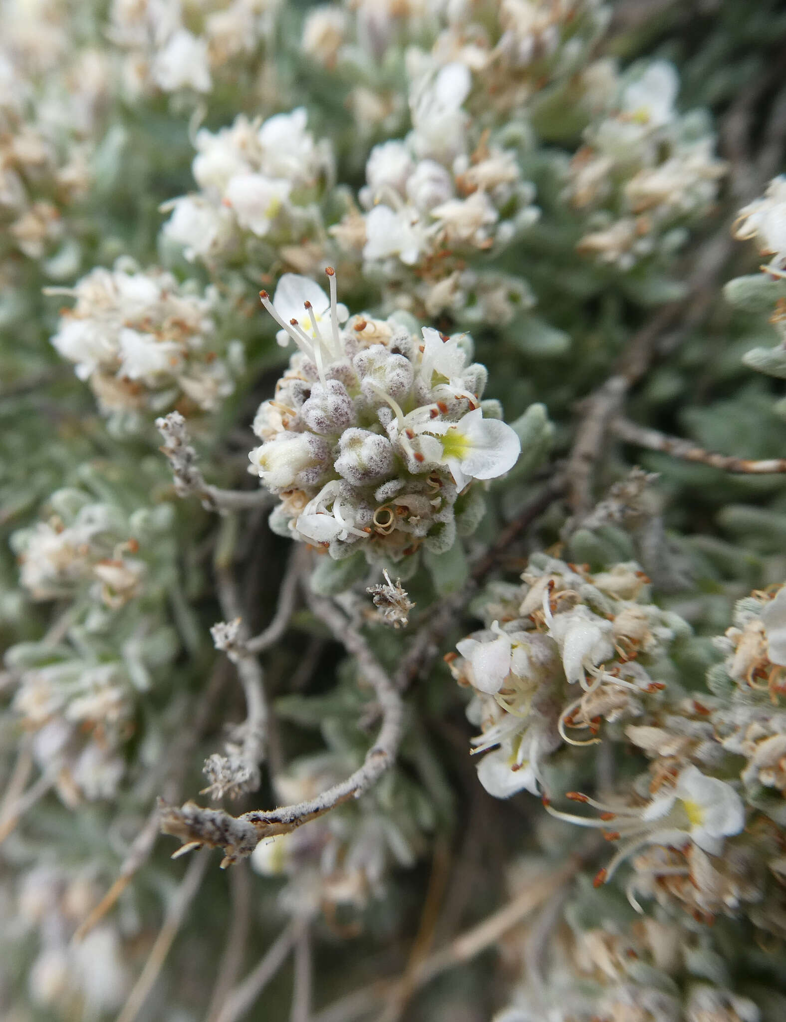 Image of Teucrium expassum Pau