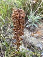 Image of Orobanche coerulescens Stephan