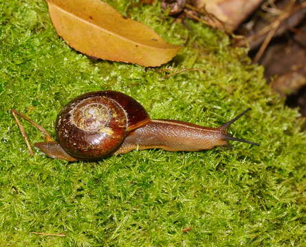 Image of Terrycarlessia turbinata Stanisic 2010