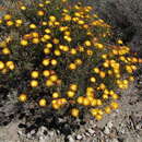 Image of Drosanthemum bicolor L. Bol.