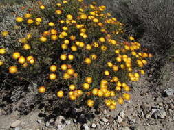 Imagem de Drosanthemum bicolor L. Bol.