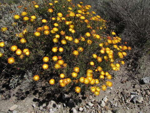 Imagem de Drosanthemum bicolor L. Bol.