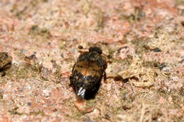 Image of Sap beetle