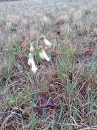 Image of Oklahoma beardtongue