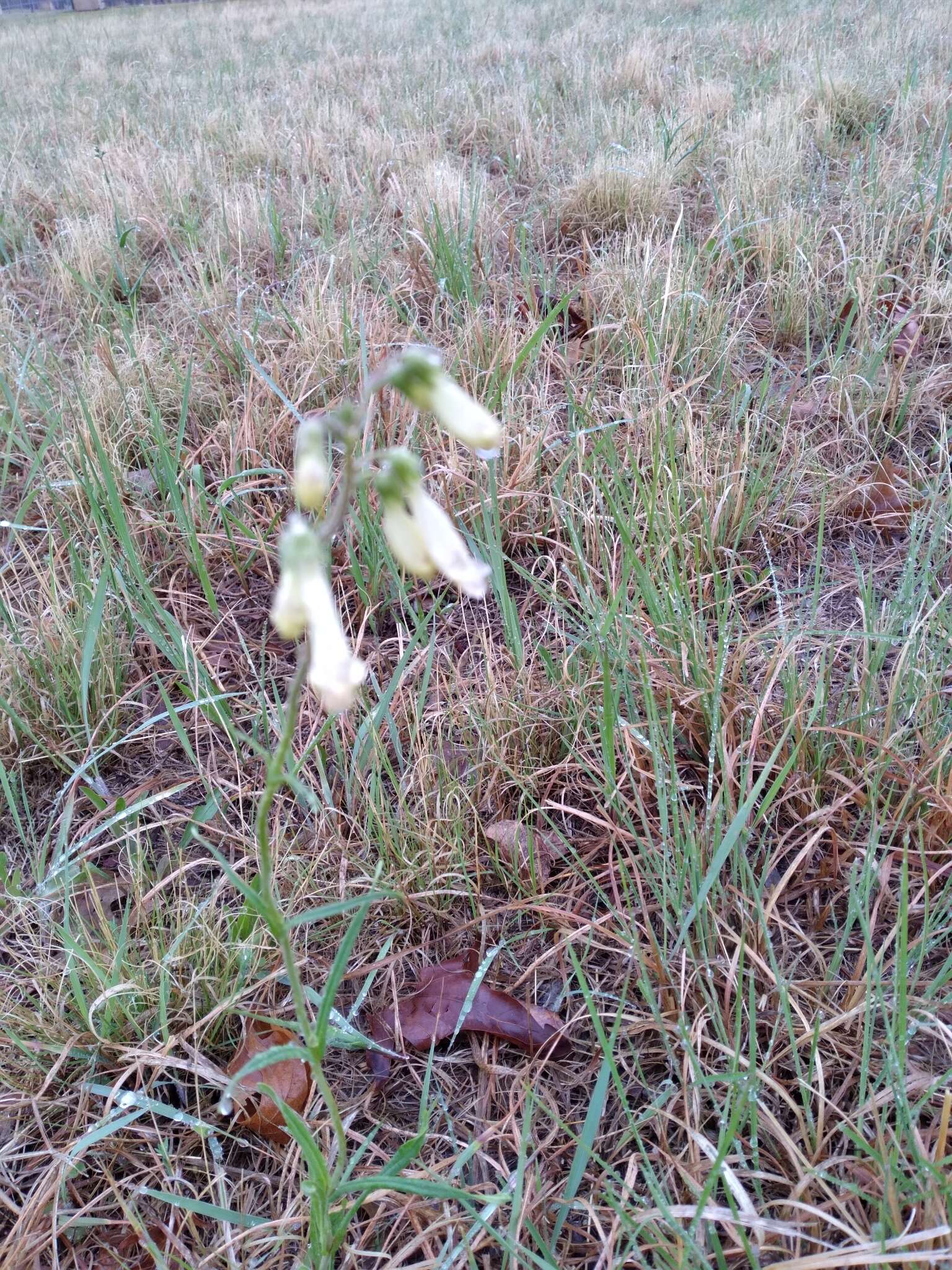 Image of Oklahoma beardtongue