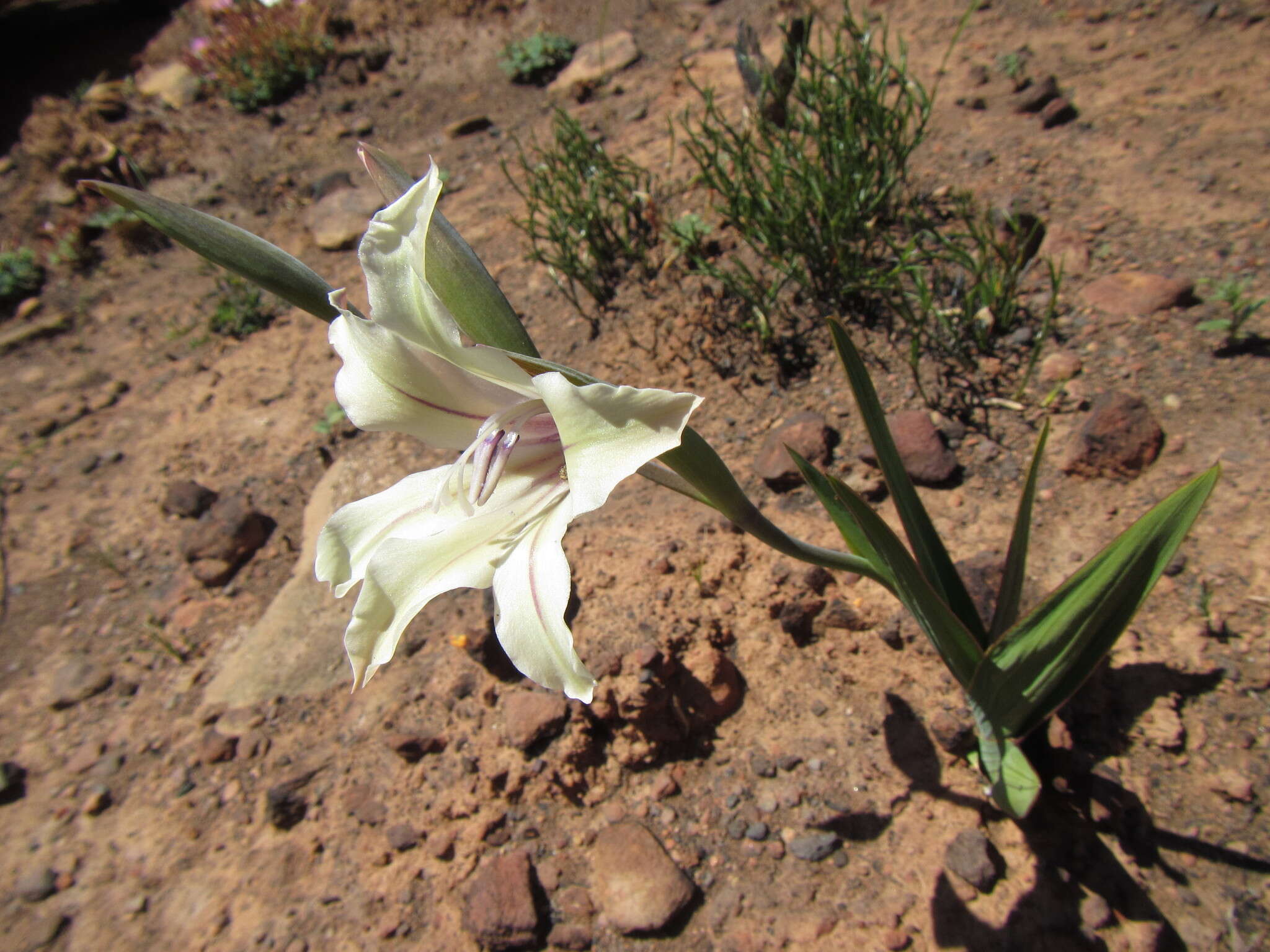 Imagem de Gladiolus grandiflorus Andrews