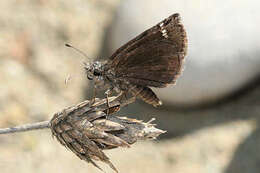 Image of Erynnis marloyi Boisduval 1832