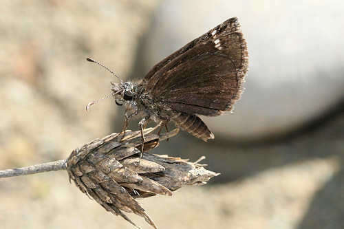 Imagem de Erynnis marloyi Boisduval 1832