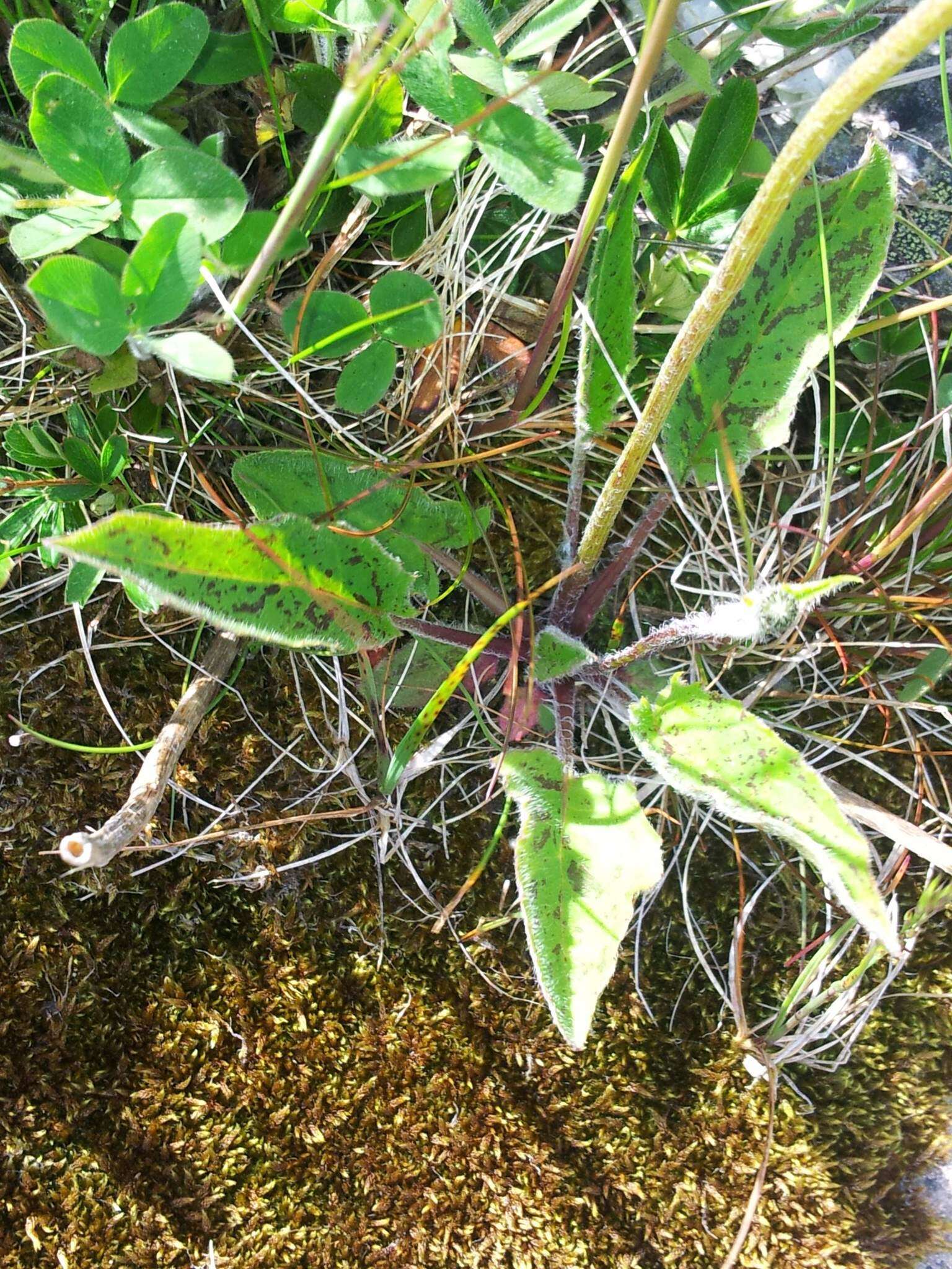 Imagem de Hieracium maculatum Schrank