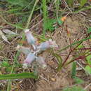 Imagem de Lachenalia mediana Jacq.