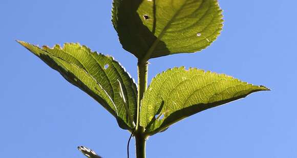 Image of Mercurialis ovata Sternb. & Hoppe