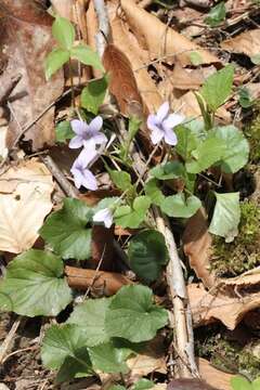 Imagem de Viola rostrata Pursh