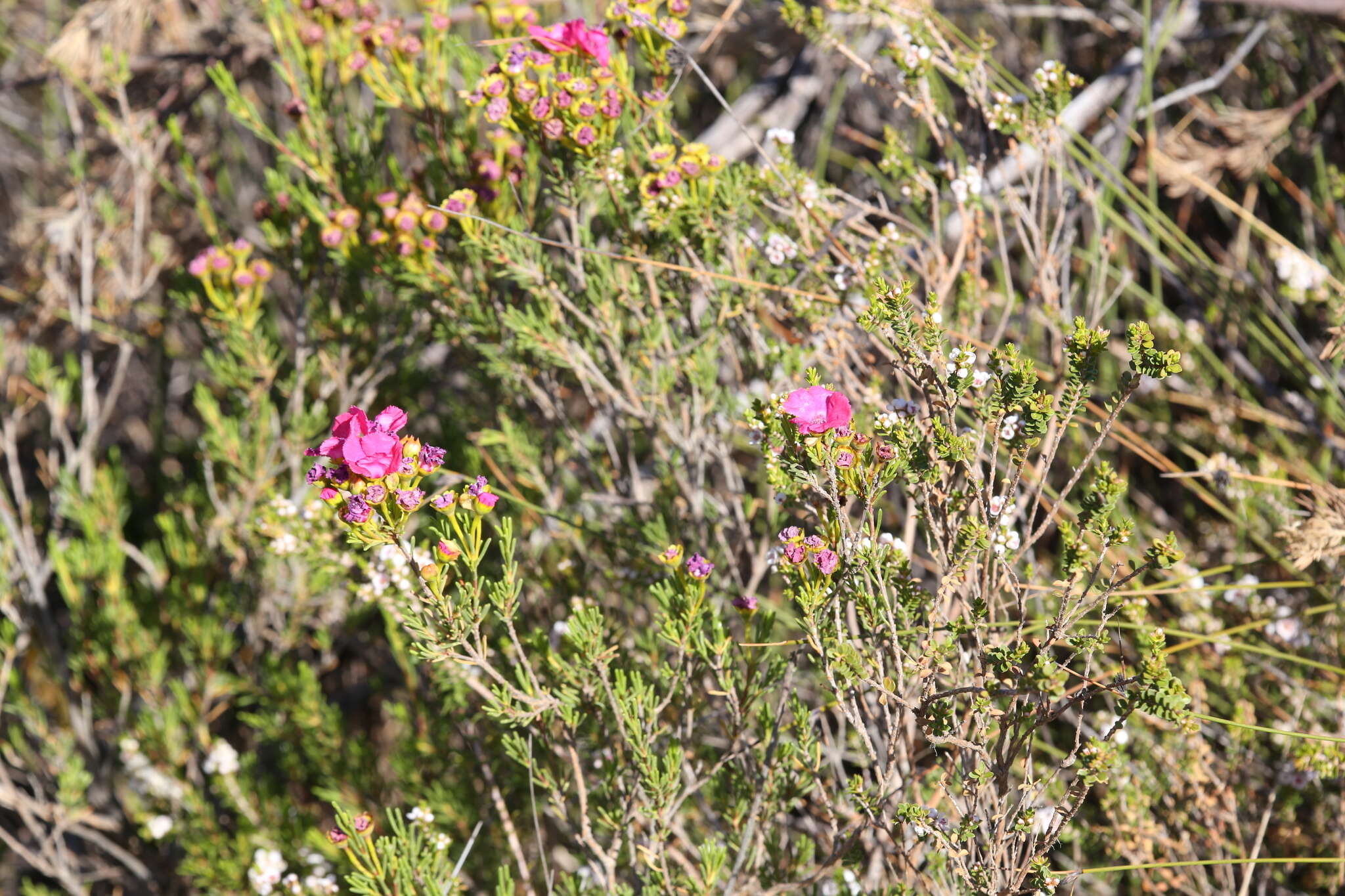 Imagem de Pileanthus filifolius Meissn.