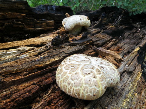 Image of <i>Neolentinus ponderosus</i> (O. K. Mill.) Redhead & Ginns 1985