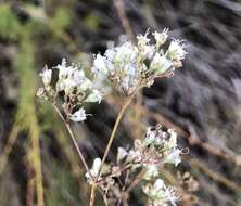 Image of Gypsophila struthium subsp. hispanica (Willk.) G. López González