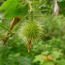 Image of spring gooseberry