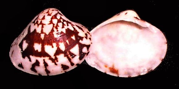 Image of Clam