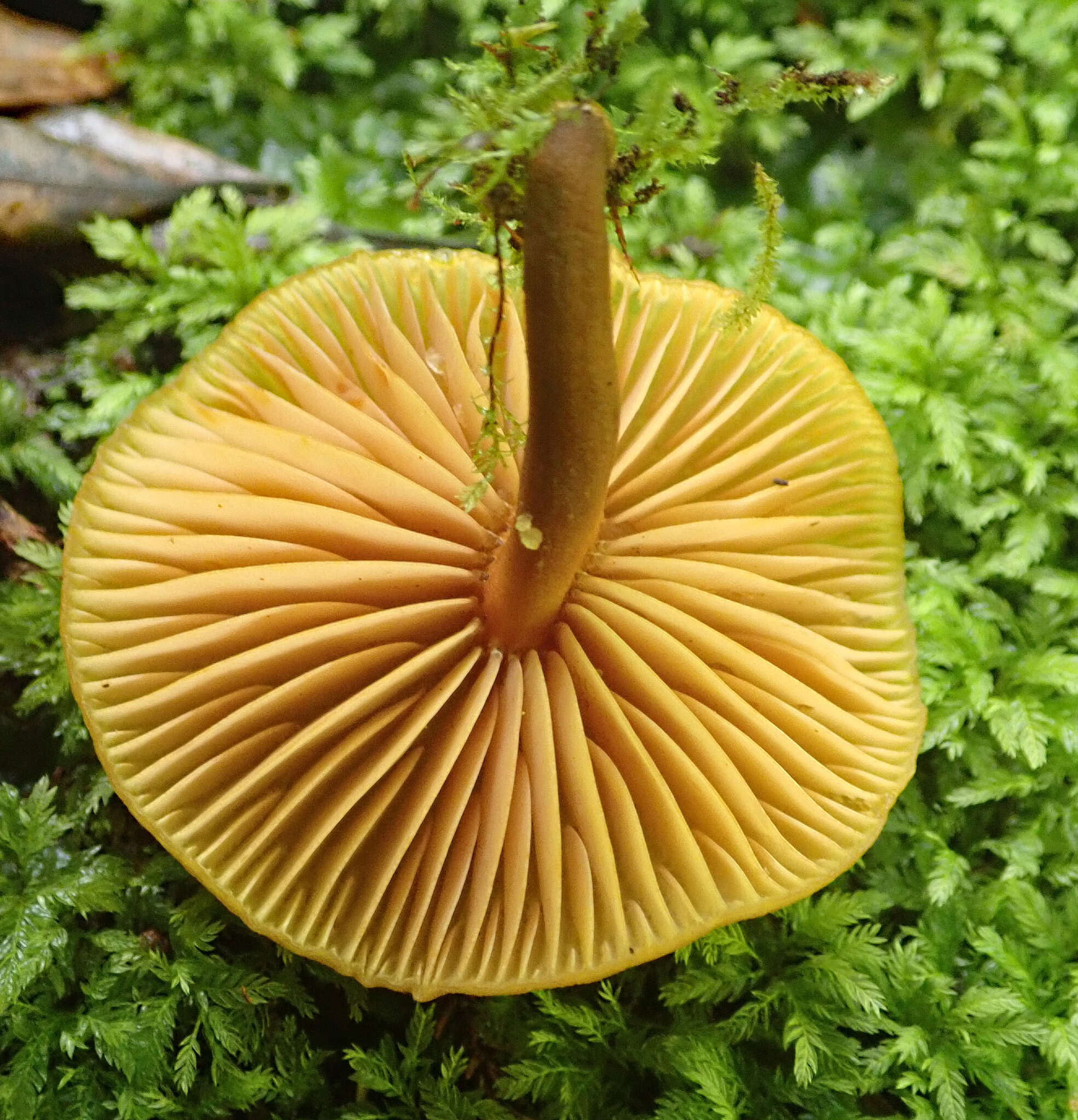 Image of Heimiomyces velutipes (G. Stev.) J. A. Cooper 2014