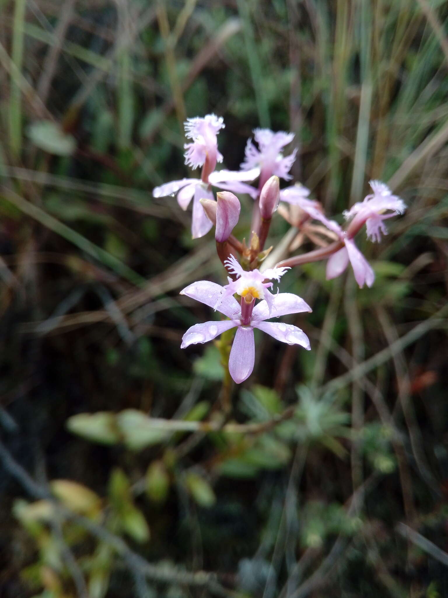 Image of Epidendrum arachnoglossum Rchb. fil. ex André