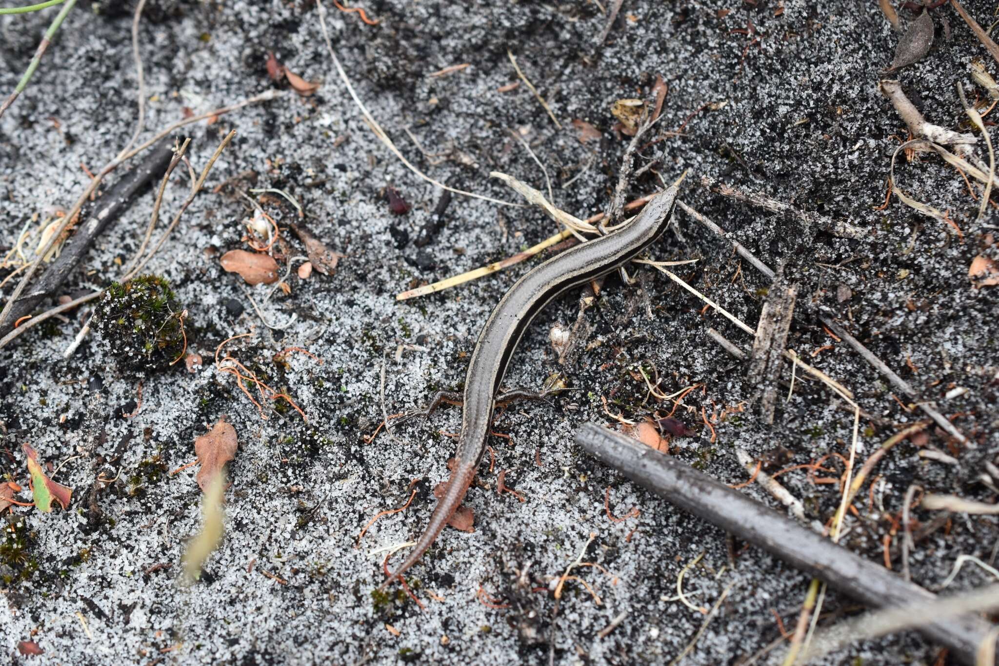 Image of South-western Orange-tailed Slider