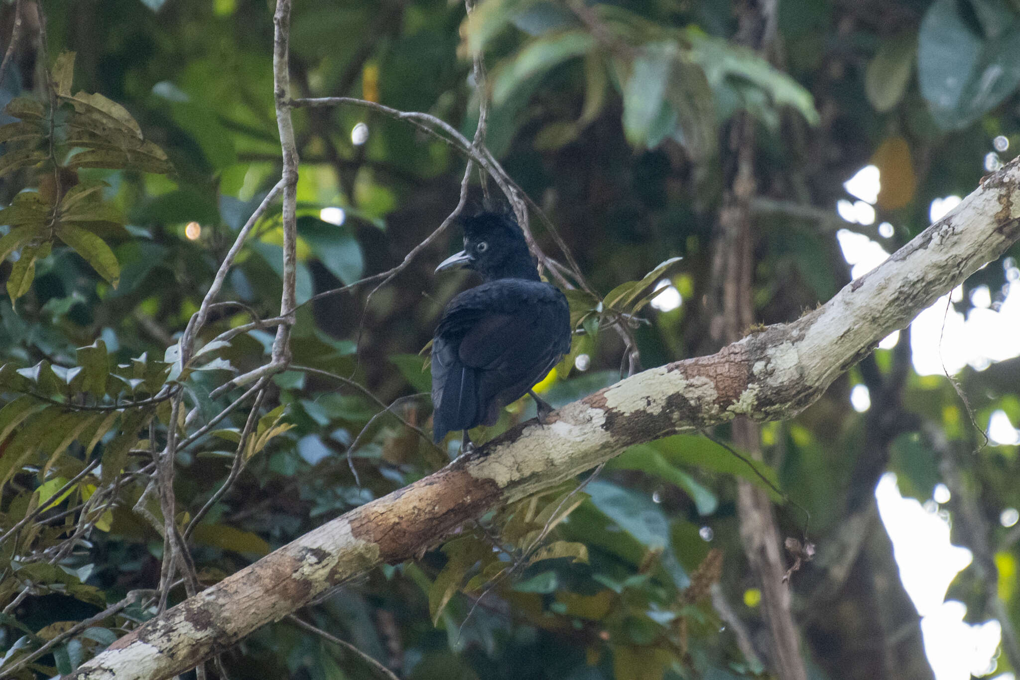 Image of umbrellabird