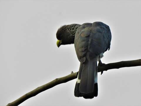 Image of Eastern Plantain-eater