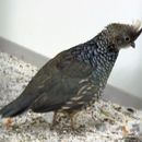 Image of New World quails