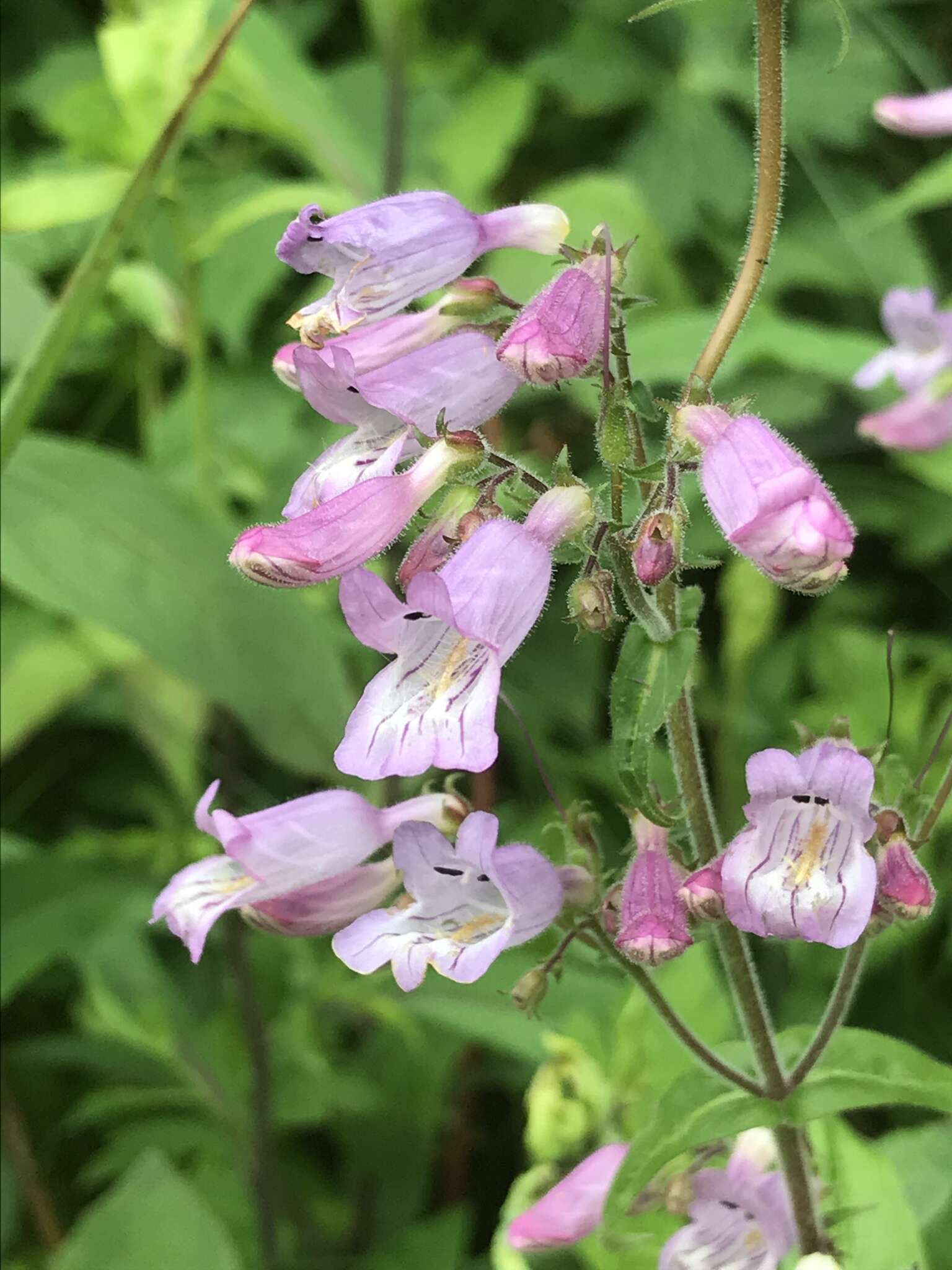 Penstemon canescens (Britt.) Britt. resmi