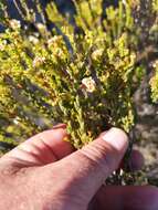 Image of Diosma oppositifolia L.