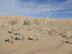 Image of Algodones sunflower