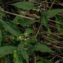 Image of Stanfieldiella imperforata (C. B. Clarke) Brenan