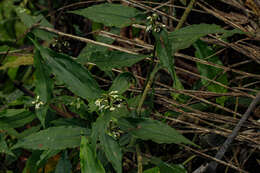 Image of Stanfieldiella imperforata (C. B. Clarke) Brenan