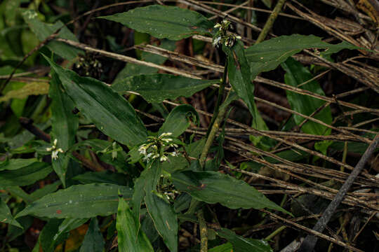 Image of Stanfieldiella imperforata (C. B. Clarke) Brenan